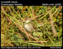 Image result for Locustella naevia