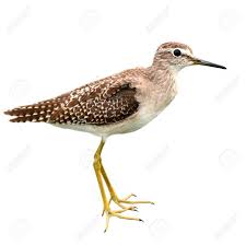 Attēlu rezultāti vaicājumam “Tringa ochropus”