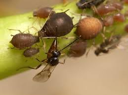 Attēlu rezultāti vaicājumam “Aphodius sp. imago”