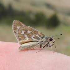 Attēlu rezultāti vaicājumam “Hesperia comma underside”
