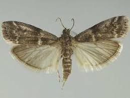 Attēlu rezultāti vaicājumam “Apomyelois bistriatella”