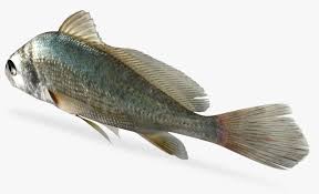 Image result for Aplodinotus grunniens