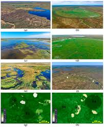 Attēlu rezultāti vaicājumam “Calliergon megalophyllum”