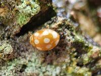 Attēlu rezultāti vaicājumam “Calvia decemguttata”