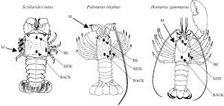 Image result for Palinurus elephas