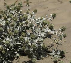Attēlu rezultāti vaicājumam “Eryngium maritimum leaf”