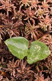 Attēlu rezultāti vaicājumam “Listera cordata fruit”