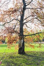 Attēlu rezultāti vaicājumam “Acer platanoides fo. schwedleri”