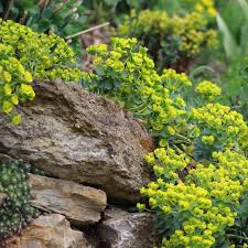 Image result for Wolfsmilch