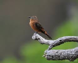 Attēlu rezultāti vaicājumam “Rusina ferruginea male”