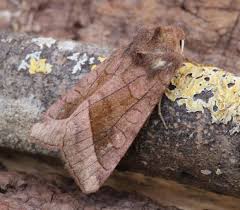 Attēlu rezultāti vaicājumam “Hydraecia micacea”