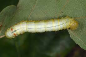 Attēlu rezultāti vaicājumam “Ptilodon capucina larva”