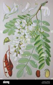 Attēlu rezultāti vaicājumam “Robinia pseudoacacia”