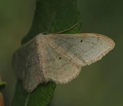 Attēlu rezultāti vaicājumam “Idaea straminata”