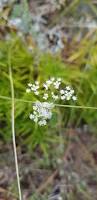 Image result for Pimpinella saxifraga