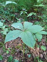 Attēlu rezultāti vaicājumam “Paris quadrifolia leaf”