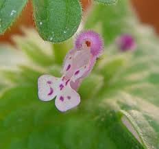 Attēlu rezultāti vaicājumam “Lamium amplexicaule flower”