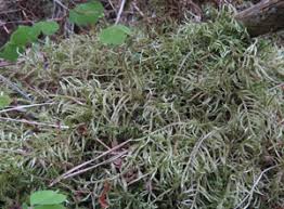 Attēlu rezultāti vaicājumam “Cirriphyllum piliferum sporophyte”