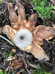 Attēlu rezultāti vaicājumam “Geastrum pectinatum”