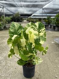 Attēlu rezultāti vaicājumam “Arcyria helvetica macro”