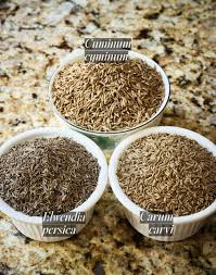 Attēlu rezultāti vaicājumam “Lycogala persicum young”