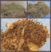 Attēlu rezultāti vaicājumam “Physarum flavicomum”