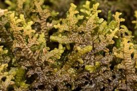 Attēlu rezultāti vaicājumam “Porella platyphylla macro”