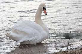 Image result for South Yorkshire Swans