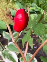 Attēlu rezultāti vaicājumam “Podophyllum hexandrum fruit”