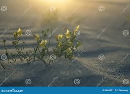 Attēlu rezultāti vaicājumam “Linaria loeselii”