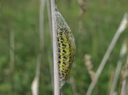 Attēlu rezultāti vaicājumam “Zygaena cocoon”