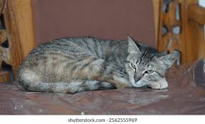 Attēlu rezultāti vaicājumam “Felis silvestris catus”