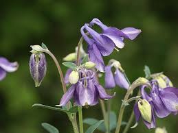 Image result for Aquilegia vulgaris