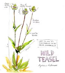 Attēlu rezultāti vaicājumam “Dipsacus fullonum flower”