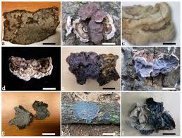 Attēlu rezultāti vaicājumam “Auricularia mesenterica”