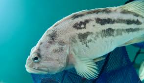 Image result for Sebastes