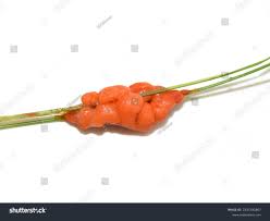 Attēlu rezultāti vaicājumam “Lignydium muscorum”