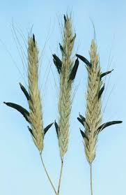 Attēlu rezultāti vaicājumam “Claviceps purpurea”