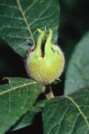 Attēlu rezultāti vaicājumam “Mespilus germanica fruit”