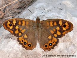 Attēlu rezultāti vaicājumam “Pararge aegeria upperside”