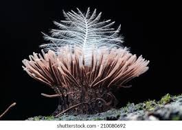 Attēlu rezultāti vaicājumam “Trichia, Hemitrichia sp.”