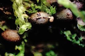 Attēlu rezultāti vaicājumam “Symphytocarpus impexus young”