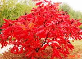 Attēlu rezultāti vaicājumam “Rhus typhina”