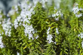 Image result for Bohnenkraut