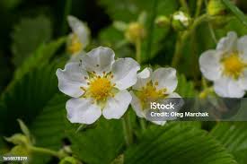 Attēlu rezultāti vaicājumam “Fragaria viridis leaf”