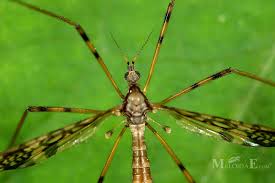 Attēlu rezultāti vaicājumam “Epiphragma ocellare”