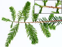 Attēlu rezultāti vaicājumam “Taxodium distichum”