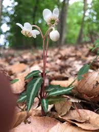 Attēlu rezultāti vaicājumam “Pyrolaceae”
