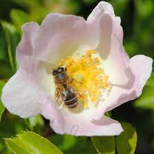 Attēlu rezultāti vaicājumam “Rosa canina”