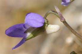 Attēlu rezultāti vaicājumam “Viola rupestris flower”